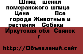 Шпиц - шенки померанского шпица › Цена ­ 20 000 - Все города Животные и растения » Собаки   . Иркутская обл.,Саянск г.